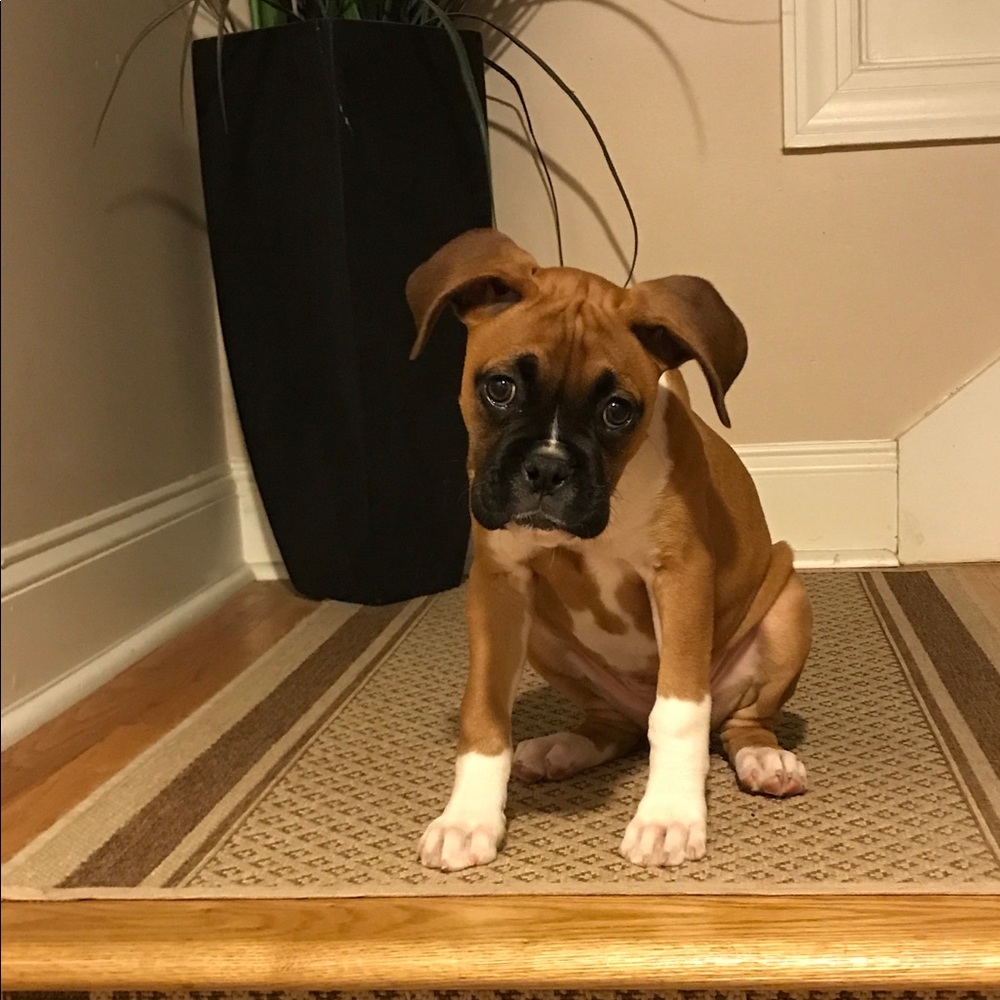 Meet your Posher, Ashley